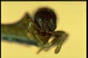 Lordomyrma