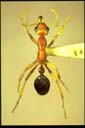 Nothomyrmecia macrops