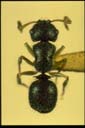 Echinopla sp.