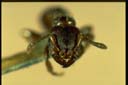 Vollenhovia sp.