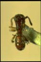 Proceratium sp.
