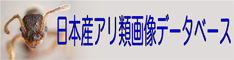 日本産アリ類画像データベースバナー