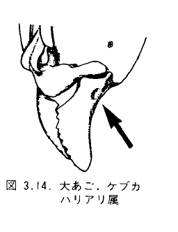 Basal portions of mandibles each with a small pit dorsolaterally