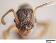 Myrmica onoyamai full-face view