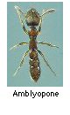 Amblyopone