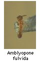 Amblyopone fulvida