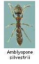 Amblyopone silvestrii