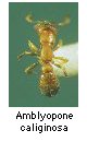 Amblyopone caliginosa