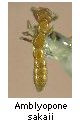 Amblyopone sakaii