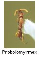 Probolomyrmex