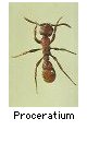 Proceratium