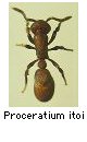 Proceratium itoi