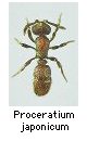 Proceratium japonicum