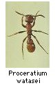 Proceratium watasei