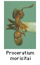 Proceratium morisitai