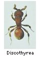 Discothyrea