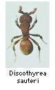 Discothyrea sauteri
