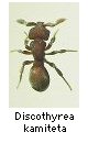 Discothyrea kamiteta