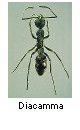 Diacamma