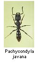 Pachycondyla javana