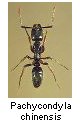 Pachycondyla chinensis