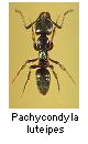 Pachycondyla luteipes