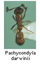 Pachycondyla darwinii
