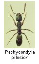 Pachycondyla pilosior