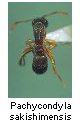 Pachycondyla sakishimensis