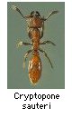 Cryptopone sauteri