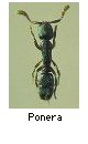 Ponera