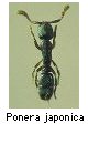 Ponera japonica