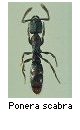 Ponera scabra