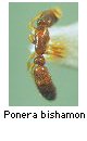 Ponera bishamon