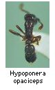 Hypoponera opaciceps