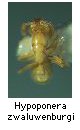Hypoponera zwaluwenburgi