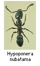 Hypoponera nubatama