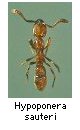 Hypoponera sauteri