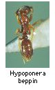 Hypoponera beppin