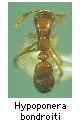 Hypoponera bondroiti