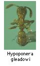 Hypoponera gleadowi