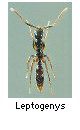 Leptogenys