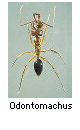 Odontomachus