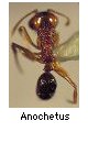 Anochetus