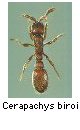 Cerapachys biroi