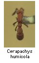Cerapachys humicola