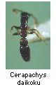 Cerapachys daikoku