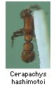 Cerapachys hashimotoi