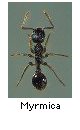Myrmica
