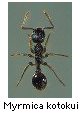Myrmica kotokui